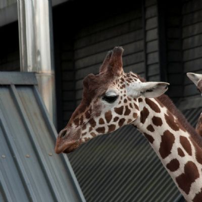 zoo_6563